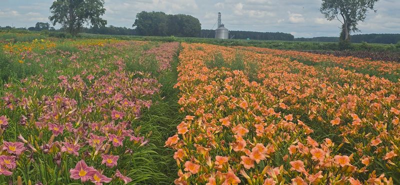 Over 250 Varieties Of Flowers Beyond Tulips