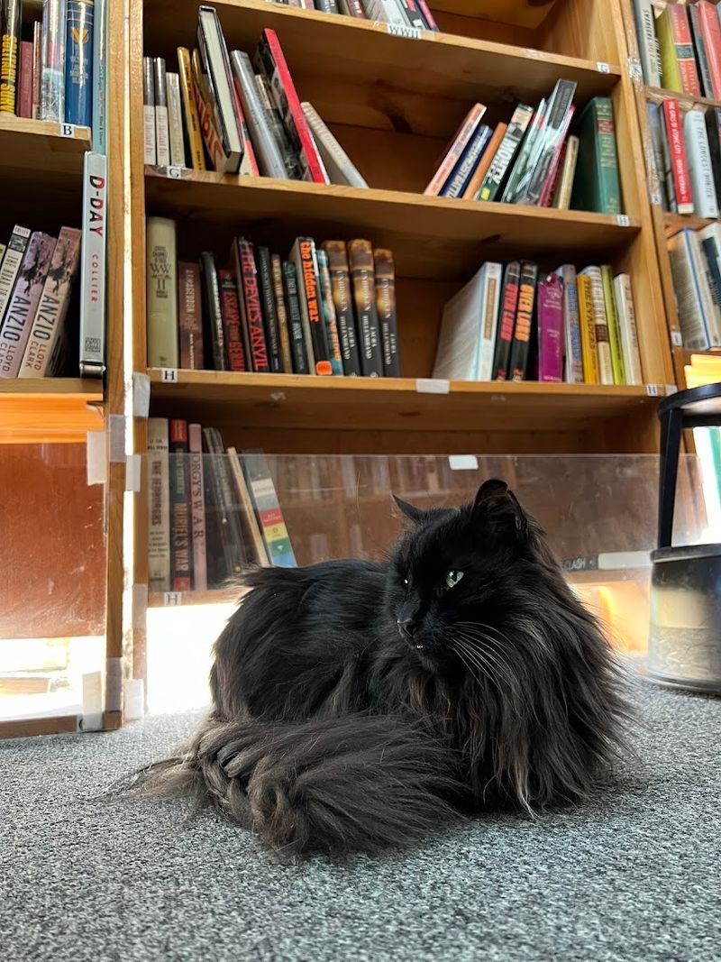 This Atlanta Georgia Bookstore Has 80,000 Books Secret Basement Treasures And Hollywood-Famous Cats - Decor Hint The Famous Feline Residents