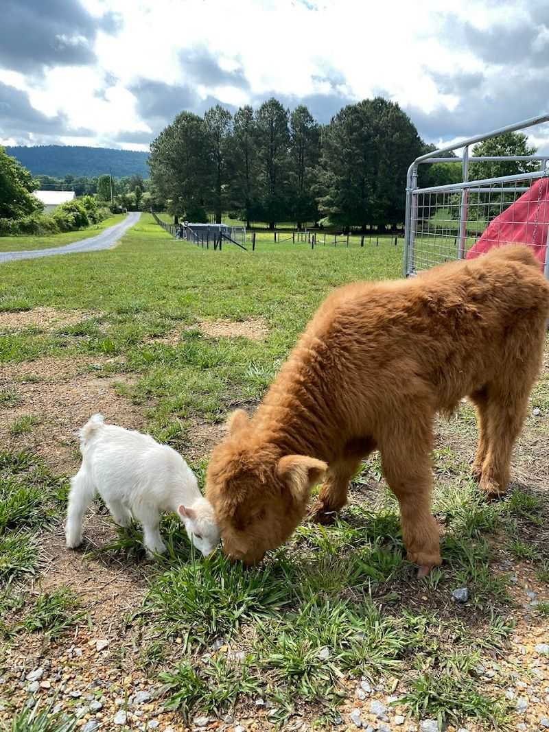 This Authentic Georgia Farm Blessing Creek Farms Georgia Brings Country Living To Life In 2026 - Decor Hint Highland Cow Plushies and Farm-Themed Souvenirs