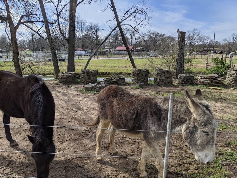 This Unassuming Georgia Farm Is Secretly Home To Some Of The World's Most Exotic Animals - Decor Hint An Interactive Petting Zoo Kids Will Never Forget