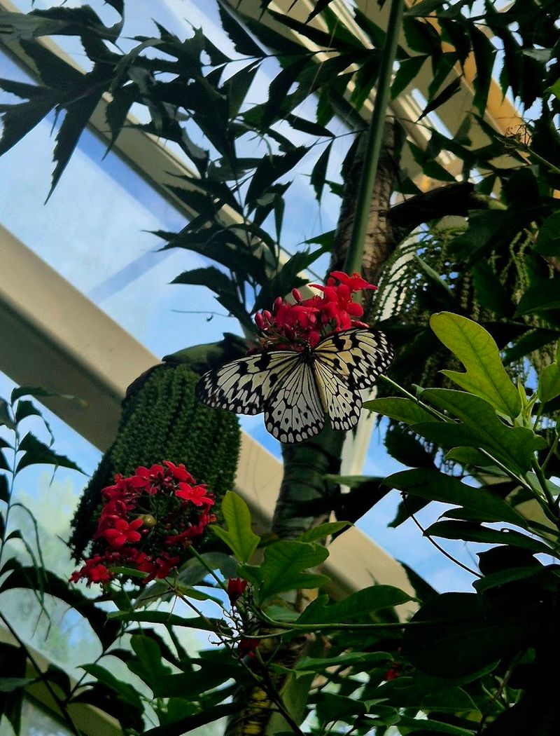 The Emerging Wonders Window Shows Butterflies Leaving Their Chrysalises
