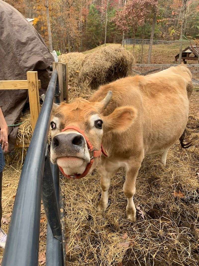 Meet the Rescued Animals