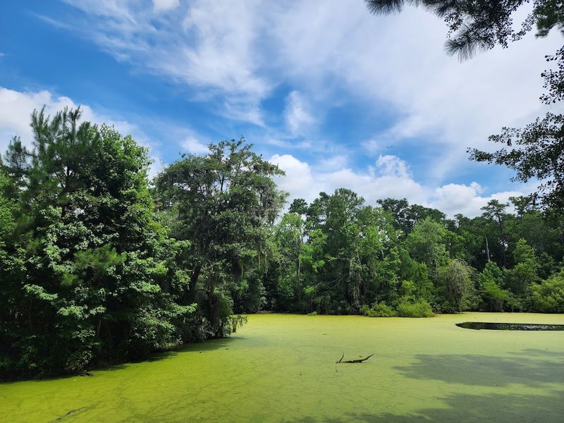 This Savannah Georgia Destination Features A Historic Building Used In Hollywood Movies And Has A Wolf Wilderness Exhibit - Decor Hint Peaceful Nature Retreat Minutes From Downtown Savannah