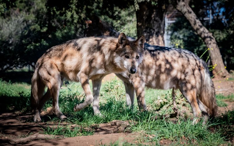 Observing Wolves In Near-Natural Settings