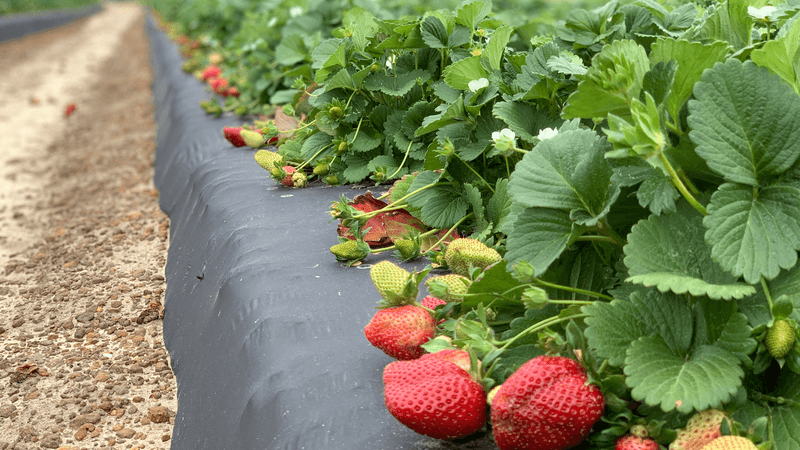 Local Farms and U-Pick Operations