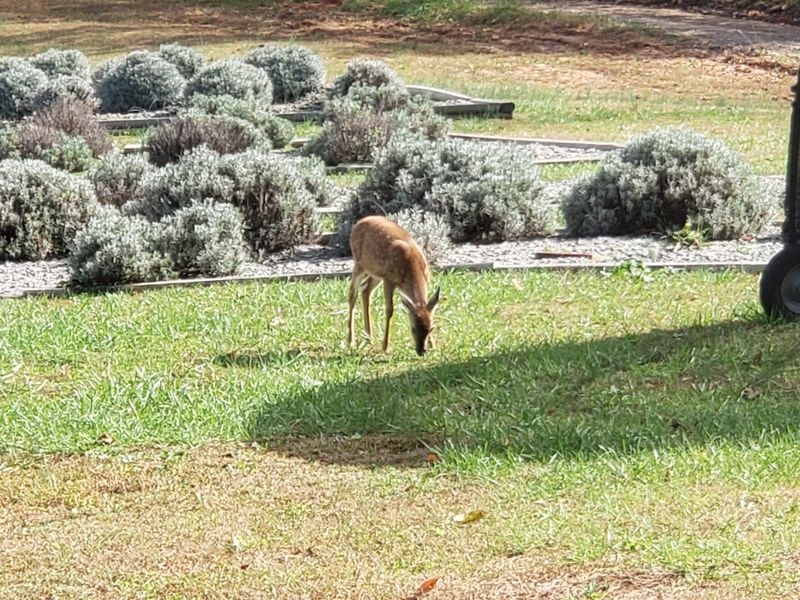 Adorable Lambs Roaming Freely