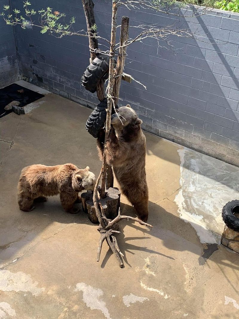 Meet Bears Up Close In North Carolina This Weekend - Decor Hint Feeding Stations Bring Bears Close