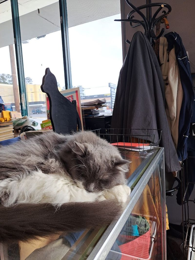 This Atlanta Georgia Bookstore Has 80,000 Books Secret Basement Treasures And Hollywood-Famous Cats - Decor Hint Knowledgeable and Passionate Staff