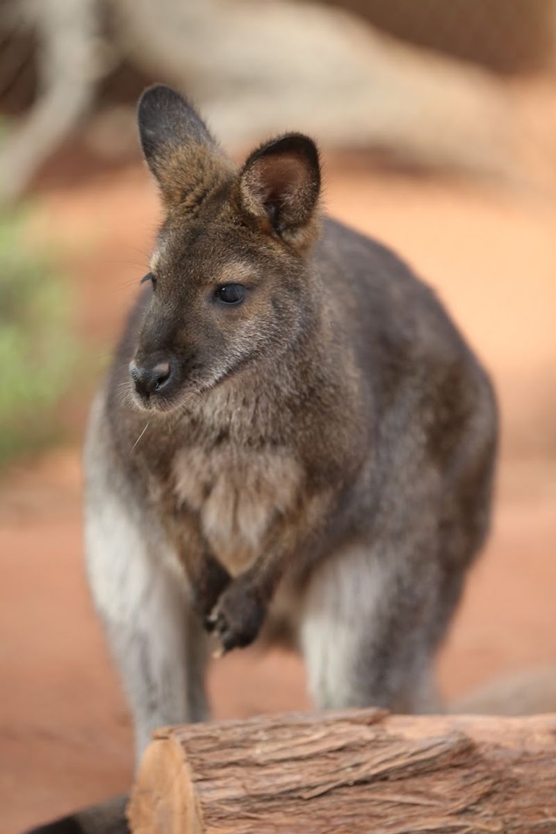 Australian Adventures With Wallabies And Kookaburras