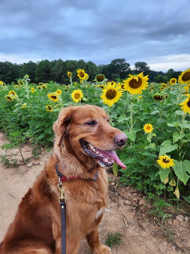 Leashed Pets Welcome To Explore