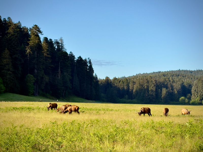 Roosevelt Elk Making The Meadows Their Home