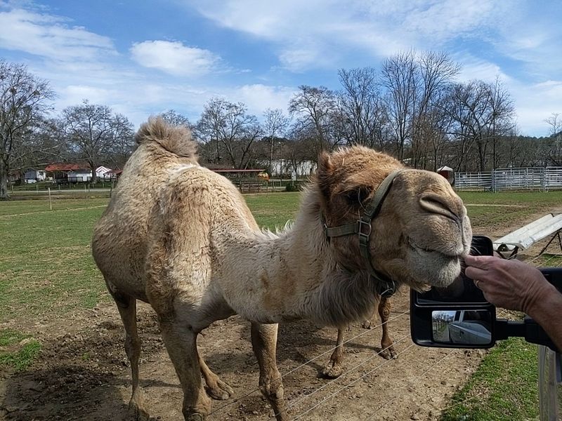 This Unassuming Georgia Farm Is Secretly Home To Some Of The World's Most Exotic Animals - Decor Hint A Family-Friendly Atmosphere That Works for Every Age