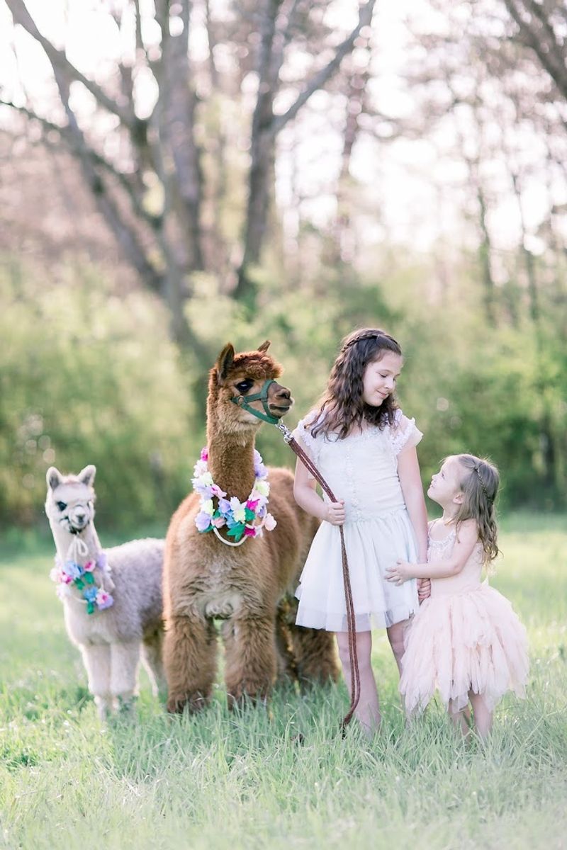 These Up-Close Alpaca Moments Make L & R Alpaca Haven Farm Georgia Worth The Trip - Decor Hint Unforgettable Birthday Parties on the Farm