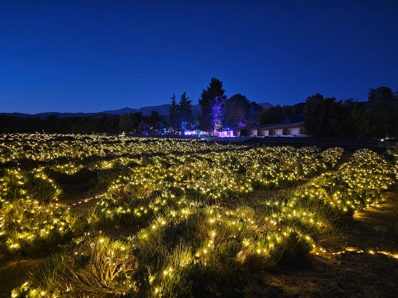 Lavender Nights Light Display