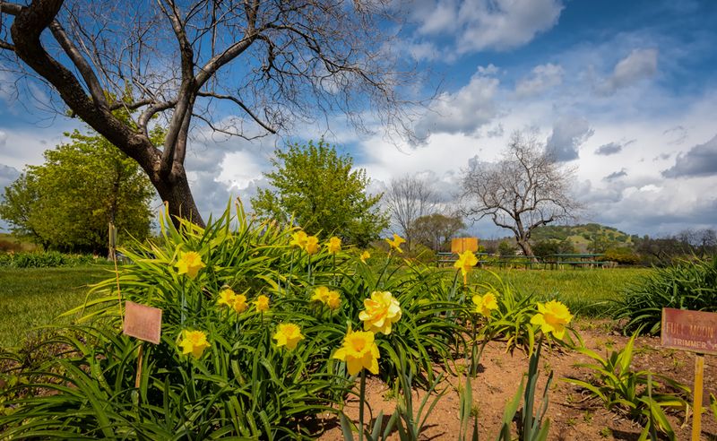 Online Bloom Reports Track What's Currently Flowering