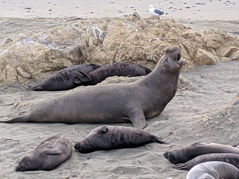 Piedras Blancas Elephant Seal Rookery