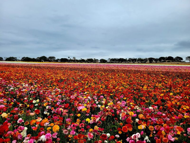 Carlsbad Flower Fields