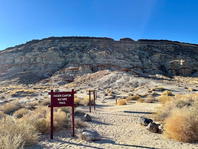 Wildlife Including Eagles, Coyotes, And Desert Rodents