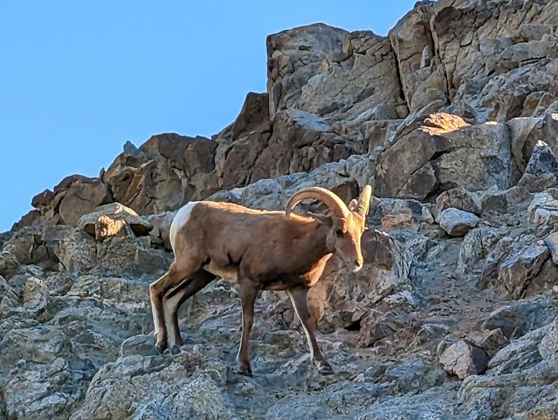 Wild Americas Showcasing North American Desert Species