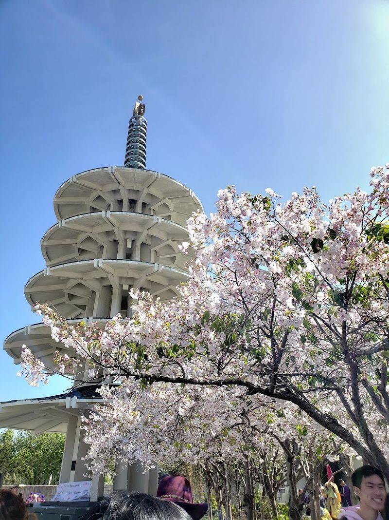 This Spring Cherry Blossom Festival In California Is So Surreal, You'll Think You're In A Dream - Decor Hint Cherry Blossoms Transform The Neighborhood