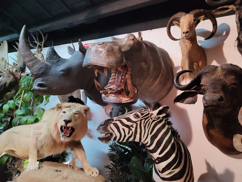 Two-Headed Animal Specimens