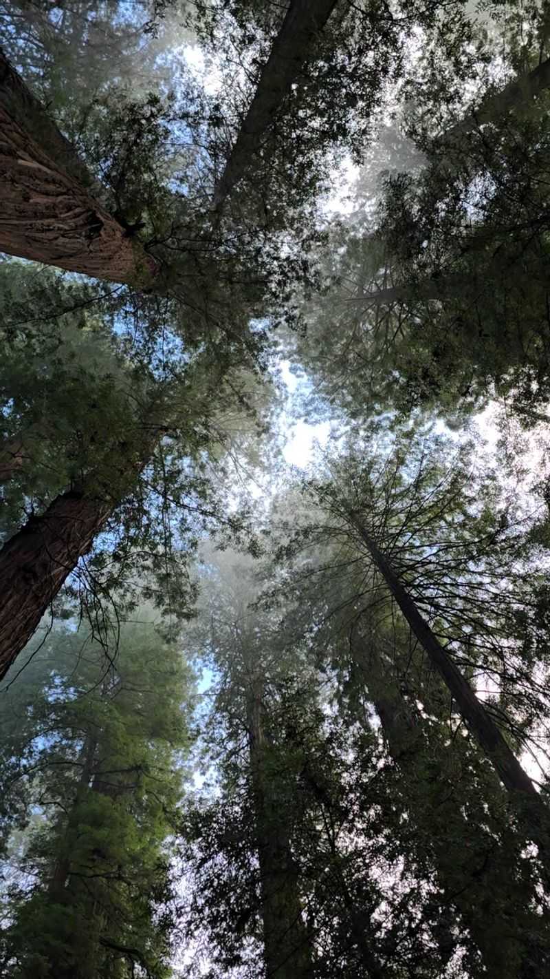 Home To Some Of The Tallest Trees On Earth