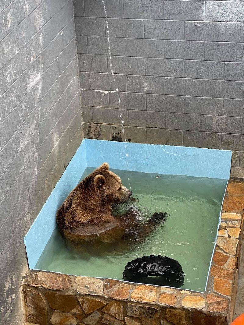 Meet Bears Up Close In North Carolina This Weekend - Decor Hint Small Scale Keeps Visits Short