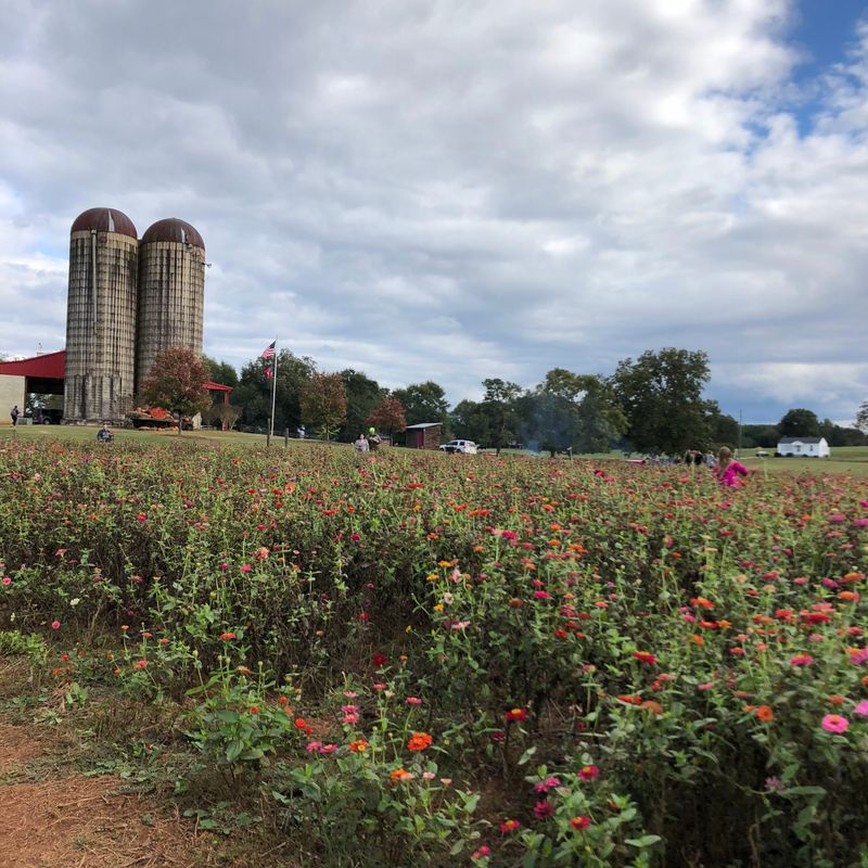 Pick Your Own Georgia Peaches & Experience Farm Life At This 330-Acre Farmland In McDonough - Decor Hint Photography Backdrops And Props