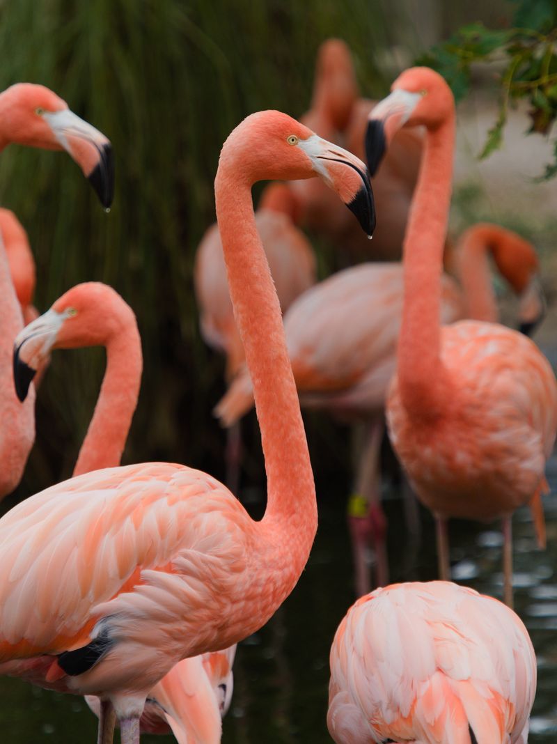 Enrichment Programs Support Animal Health And Natural Behaviors