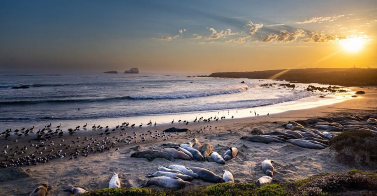 Best Places In California To See Wild Elephant Seals - Decor Hint