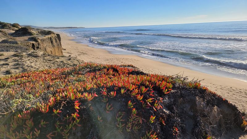22 Places In Northern California That Feel Especially Rewarding To Visit In Spring - Decor Hint Half Moon Bay