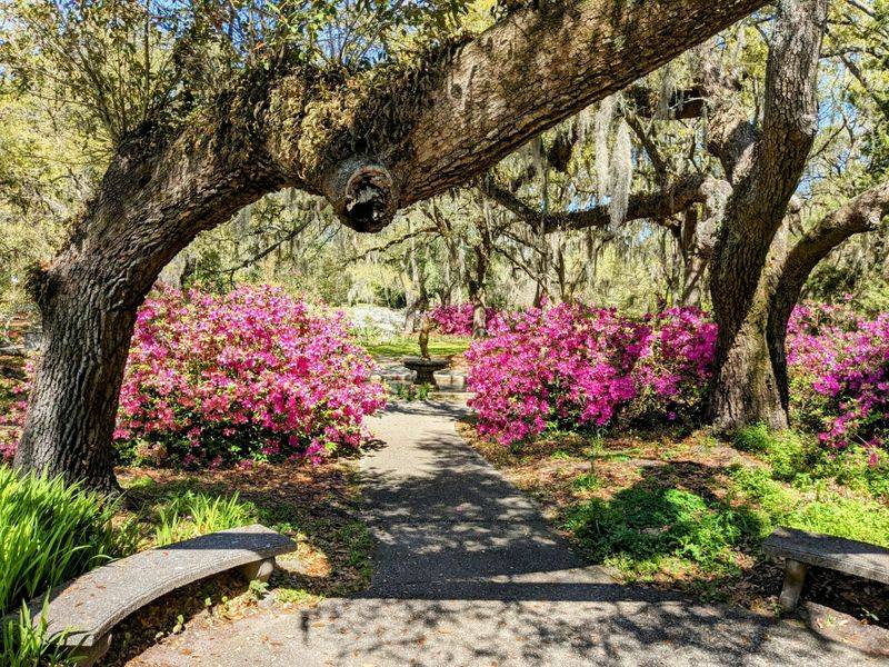 Camellia Collection Blooms In Winter Glory