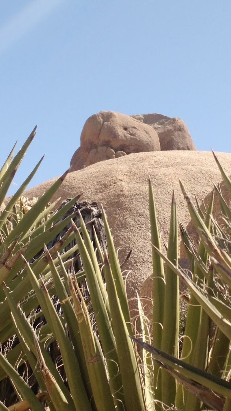 Desert Plants Line The Entire Route