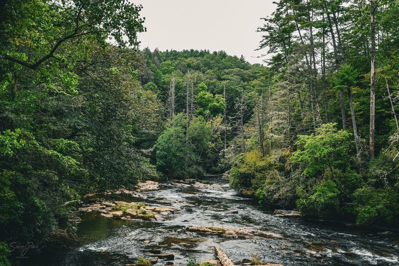 This Is Where You'll Find Georgia's Longest Swinging Bridge Hanging Suspended Over A Pristine River - Decor Hint Scenic River Views That Stop You Mid-Step