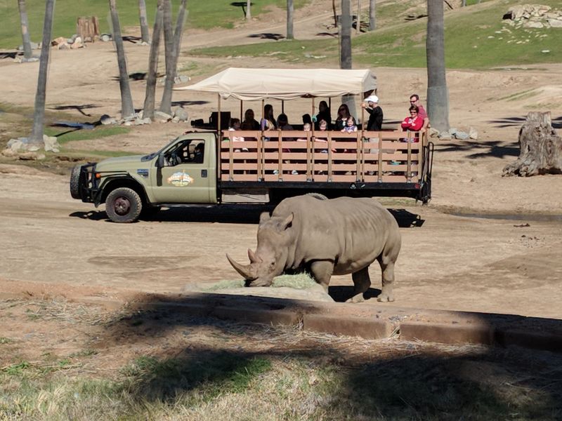 Safari Tours Offer Guided Expeditions Through Animal Habitats