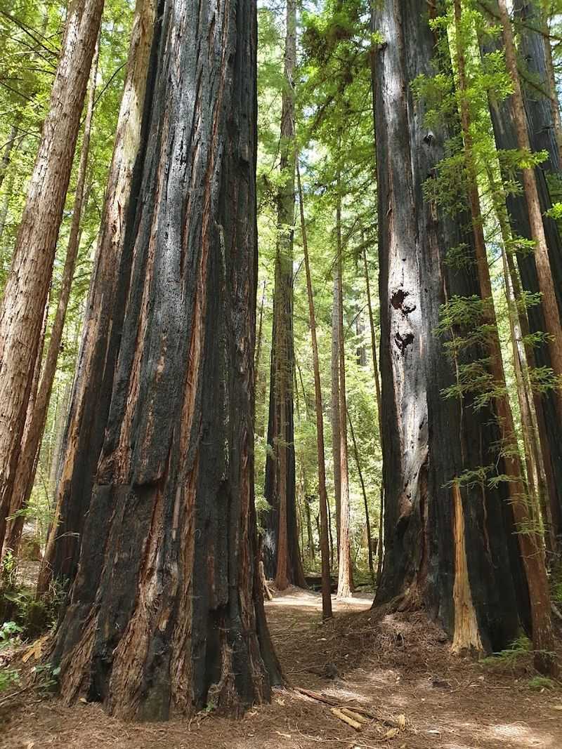 California's Oldest State Park Is Filled With Redwoods That Are Over 1,000 Years Old - Decor Hint Ancient Coast Redwoods Over 1,000 Years Old