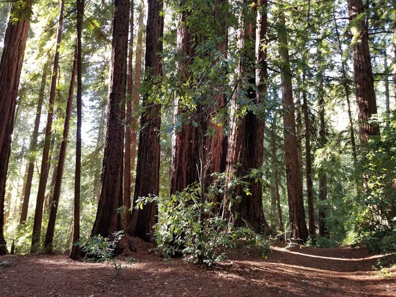 California's Oldest State Park Is Filled With Redwoods That Are Over 1,000 Years Old - Decor Hint California's First State Park Established in 1902