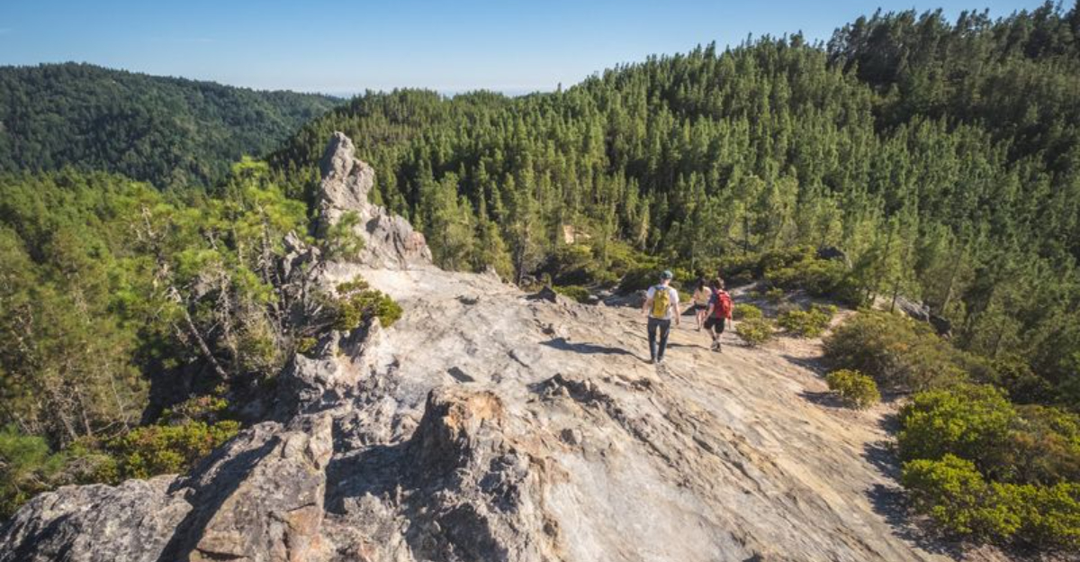 Californias Oldest State Park Is Filled With Redwoods That Are Over 1000 Years Old 2 - Decor Hint