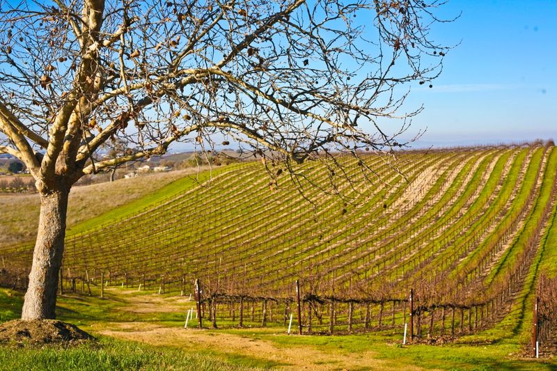 21 Best Places To Visit In California In March - Decor Hint Paso Robles