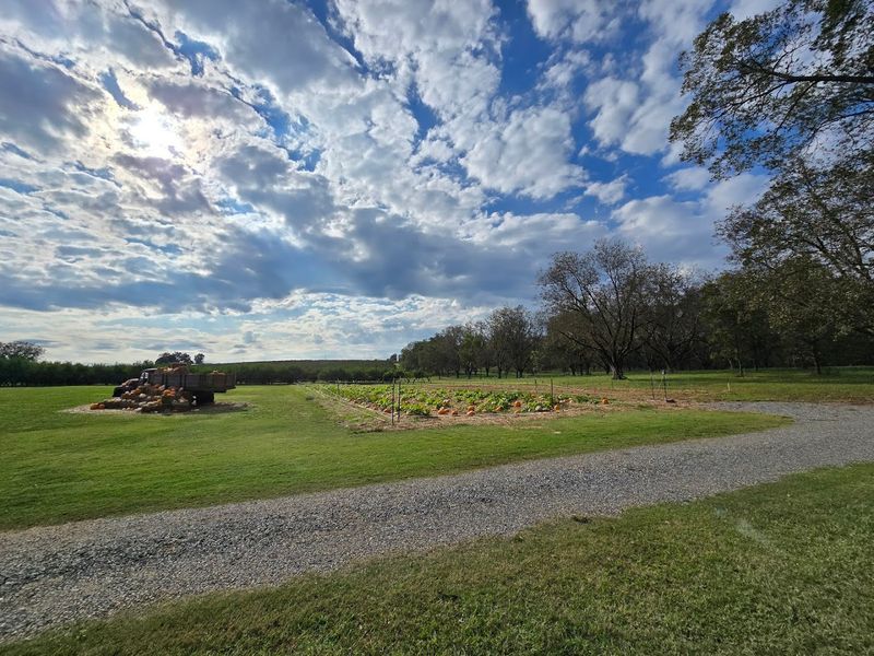 The Search for Georgia's Best Peach Ice Cream Might Just End At This Roadside Shed - Decor Hint Shaded Outdoor Seating Under Pecan Trees