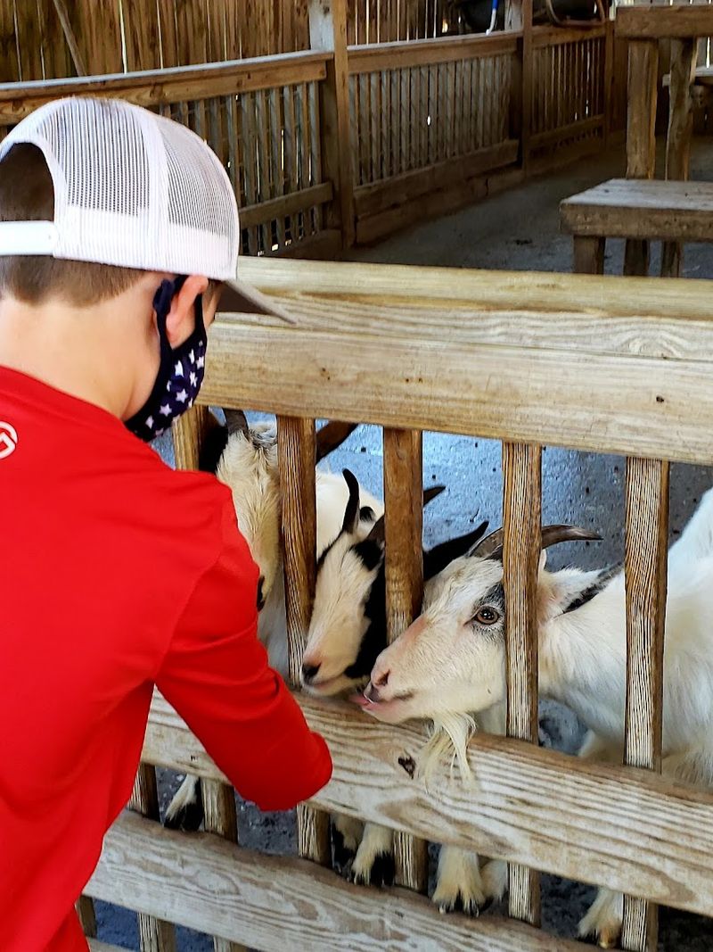 Meet Bears Up Close In North Carolina This Weekend - Decor Hint Owner Presence Adds Personal Touch