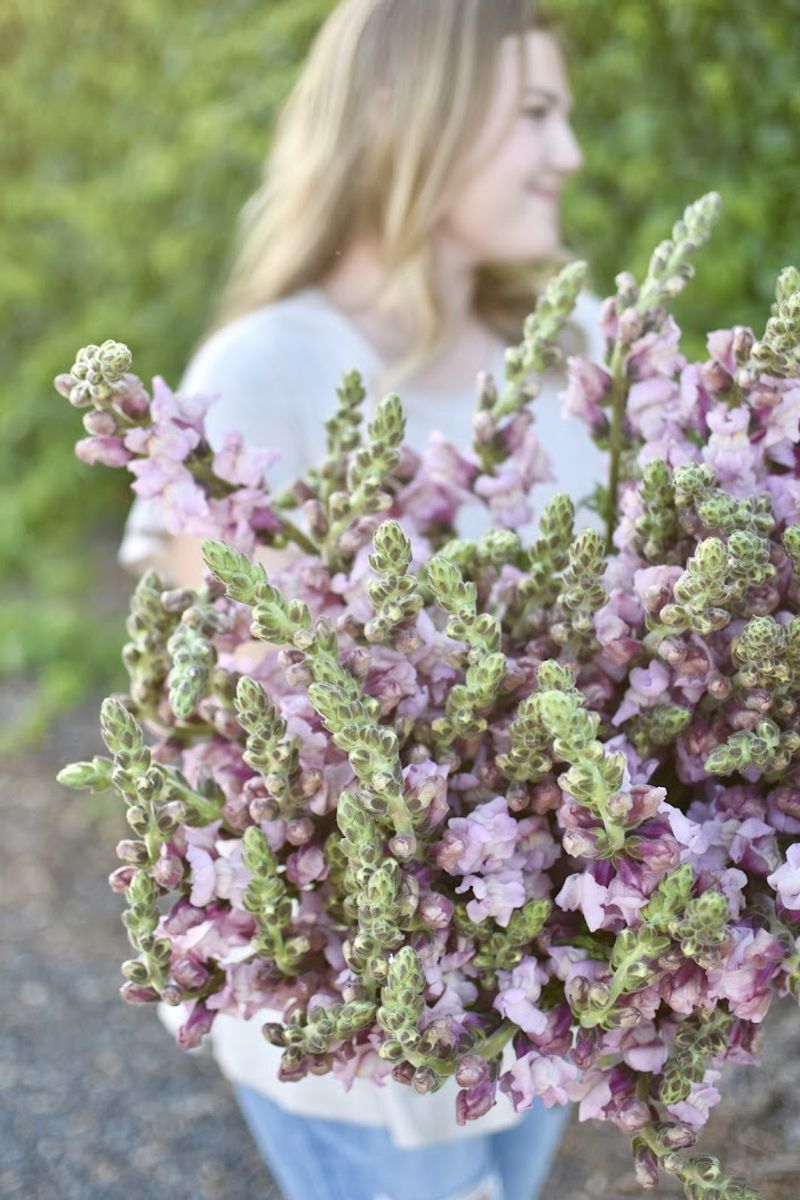 This California Flower Farm Reopens In February And It Is Pure Bloom Overload - Decor Hint Specialty Cut Flower Focus