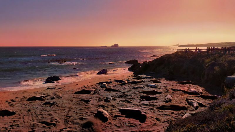 Best Time Of Year To See Wild Elephant Seals In California