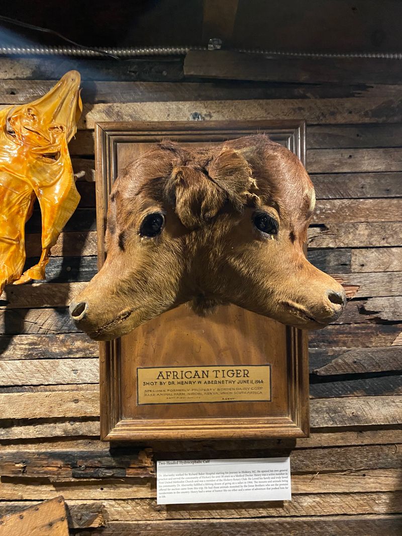 Preserved Oddities and Specimens