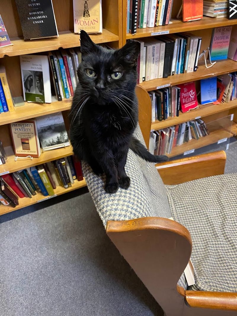 This Atlanta Georgia Bookstore Has 80,000 Books Secret Basement Treasures And Hollywood-Famous Cats - Decor Hint Regular Book Signings and Author Events