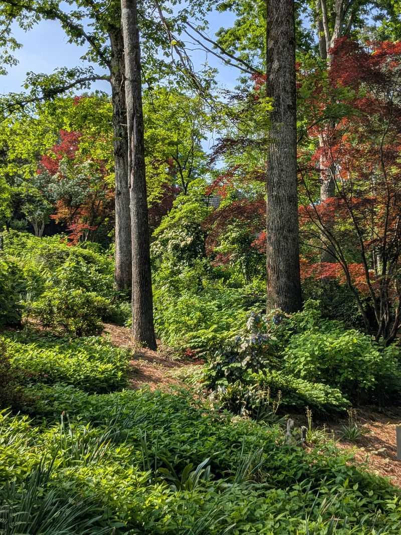 Woodland Walk Winds Through Native Forest