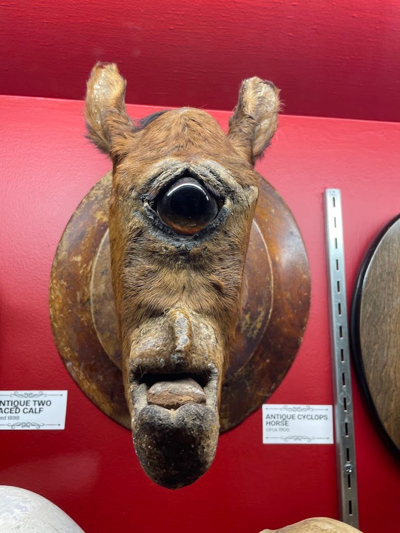 Rare Taxidermy Oddities Room
