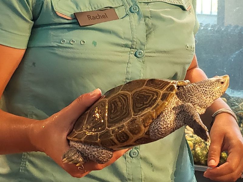 Hermit Crab Encounters