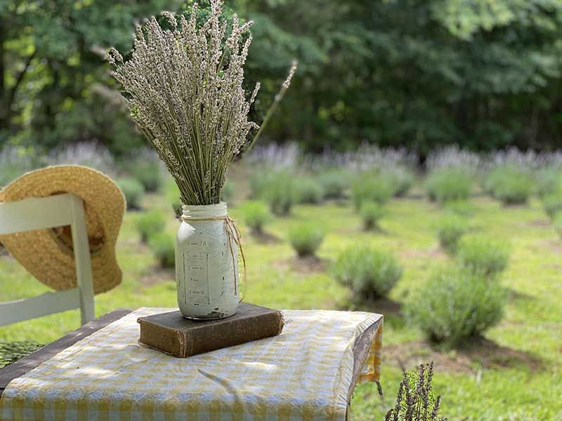 Lavender Festival And Special Events