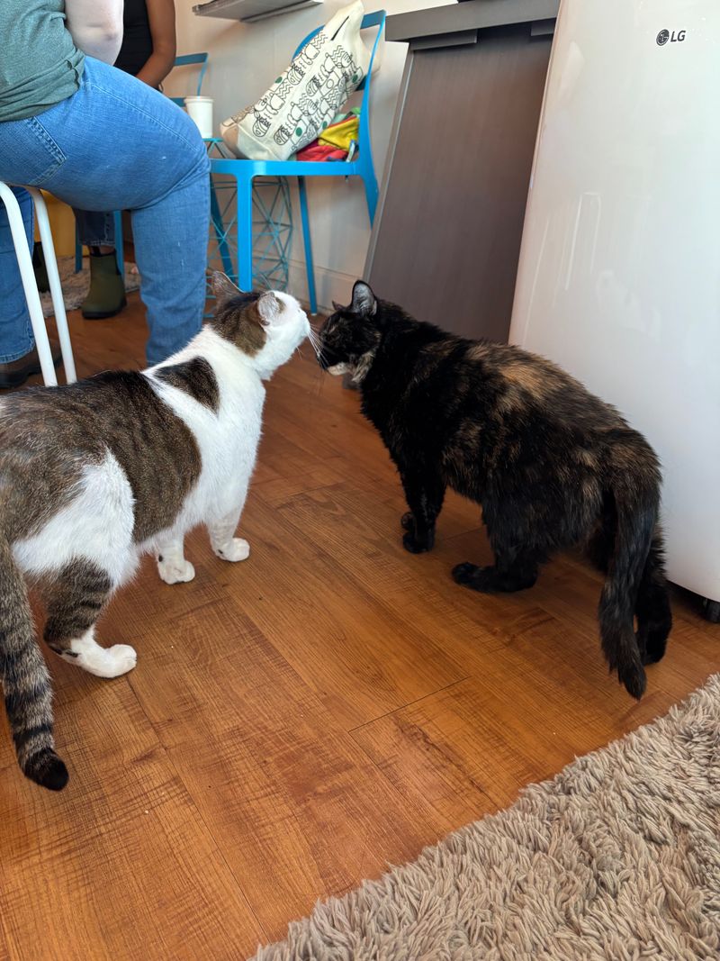 The Adoption Success Stories